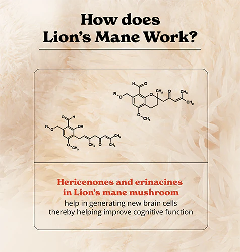 Lion's Mane Mushroom Capsules - Image 5